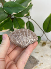 Load image into Gallery viewer, Imperfect Sunstone/Moonstone Sea Shell #12

