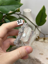Load image into Gallery viewer, Fairy Forest Specimen 1C
