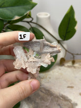 Load image into Gallery viewer, Fairy Forest Specimen 1F
