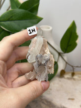 Load image into Gallery viewer, Fairy Forest Specimen 1H
