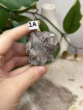 Load image into Gallery viewer, Fairy Forest Specimen 1A
