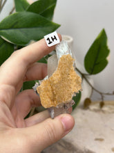 Load image into Gallery viewer, Fairy Forest Specimen 1H
