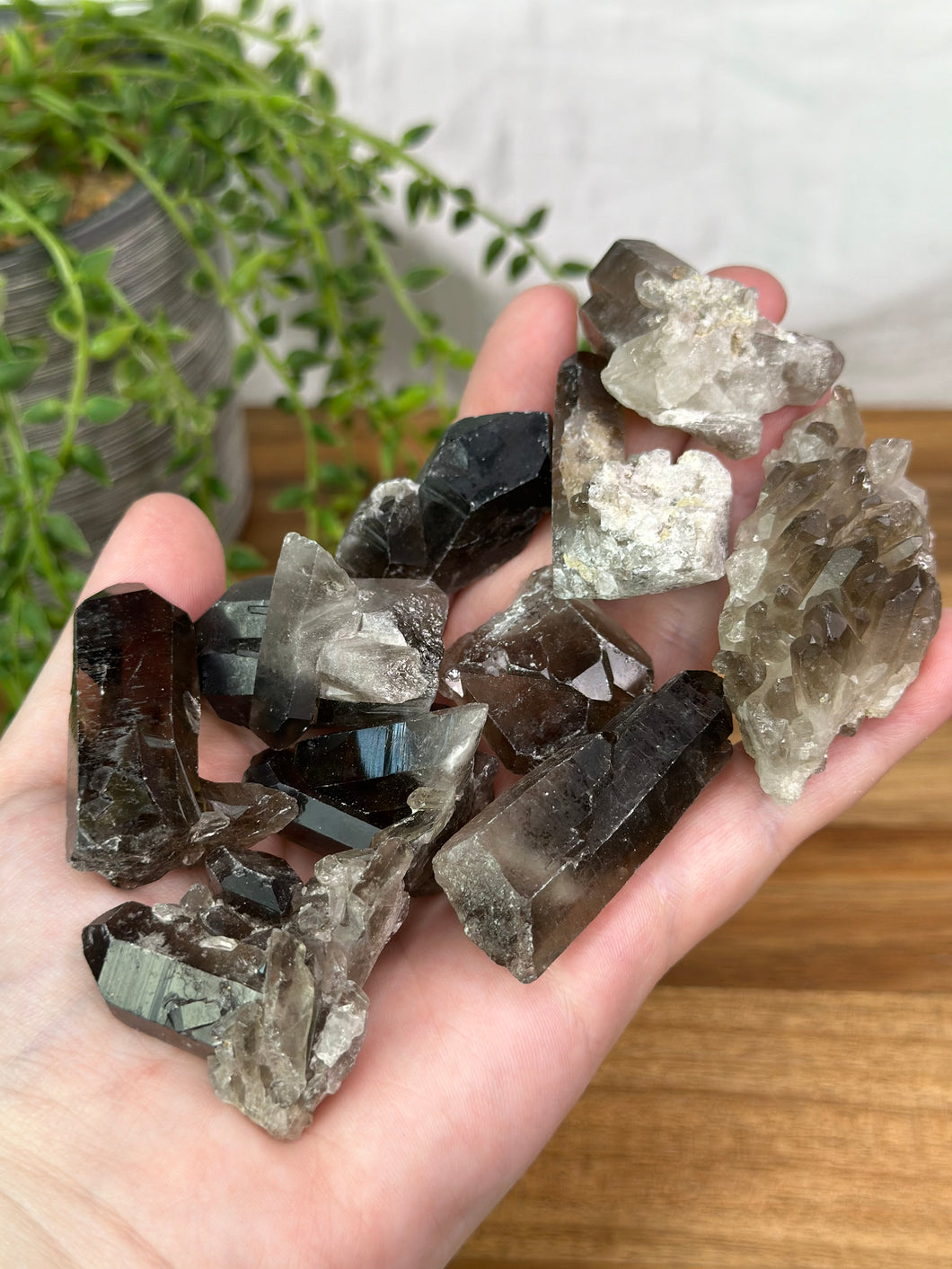 Small Smokey Quartz Clusters