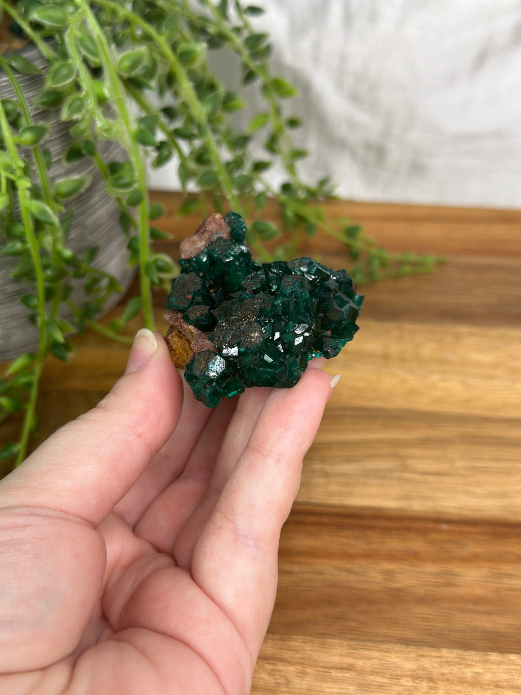 *Rare* Dioptase Specimen #177