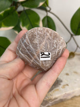 Load image into Gallery viewer, Imperfect Sunstone/Moonstone Sea Shell #21
