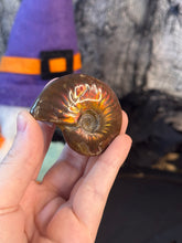 Load image into Gallery viewer, Flashy Ammonite Fossil
