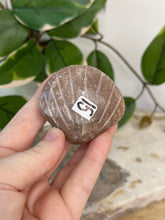 Load image into Gallery viewer, Imperfect Sunstone/Moonstone Sea Shell #15
