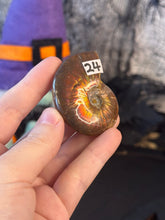 Load image into Gallery viewer, Flashy Ammonite Fossil
