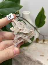 Load image into Gallery viewer, Fairy Forest Specimen 1F
