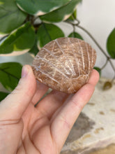 Load image into Gallery viewer, Imperfect Sunstone/Moonstone Sea Shell #20
