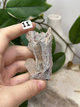 Load image into Gallery viewer, Fairy Forest Specimen 1I
